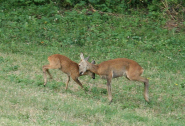 Il Capriolo